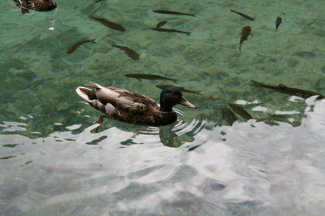 gal/cro 08/small-IMG_5598.JPG